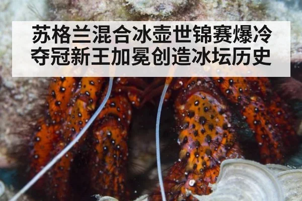 苏格兰混合冰壶世锦赛爆冷夺冠新王加冕创造冰坛历史